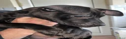 American Bull Staffy dogs for sale: American bull staff looking for forever new home! - Advert 4