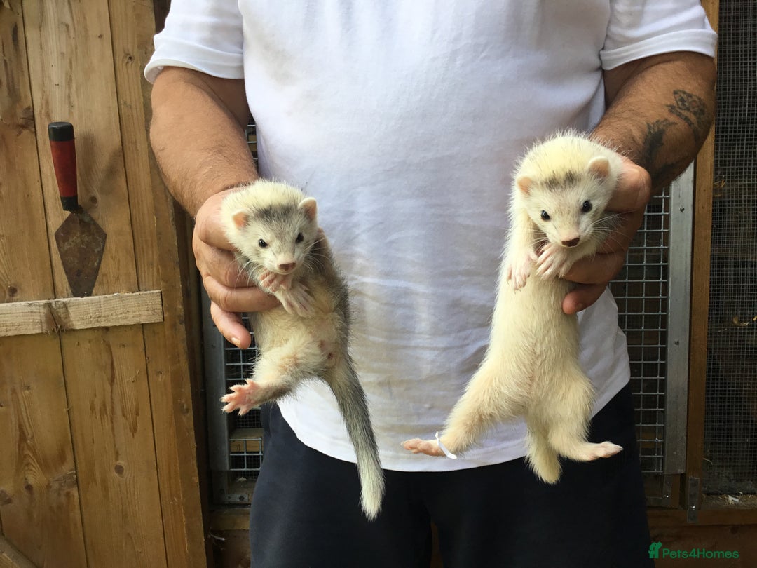 Ferret rodents for sale: Ferrets For Sale  - Image 13