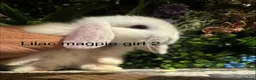 Mini Lop rabbits for sale: Pure bred mini lops ready to preorder  - Advert 7