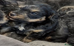 Yorkiepoo dogs for sale: 1x Yorkiepoo F2 Girl Puppy remaining  - Image 3