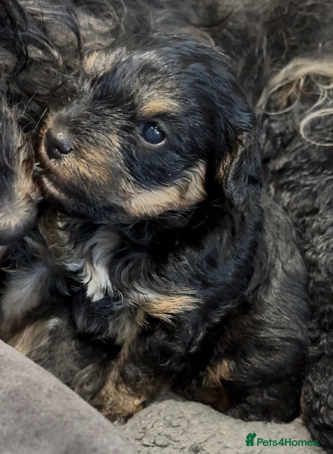 Yorkiepoo dogs for sale: 1x Yorkiepoo F2 Girl Puppy remaining  - Image 3