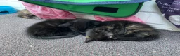 Mixed Breed cats for sale: 2 adorable kittens ❤️ in Great Yarmouth - Advert 9