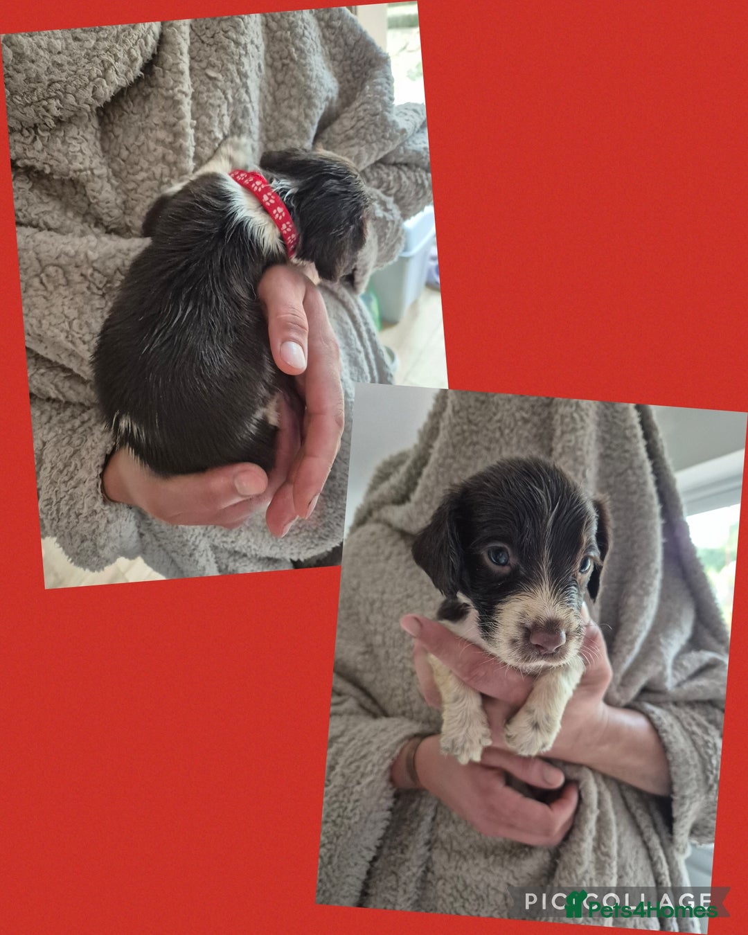 English Springer Spaniel dogs for sale: English Springer Spaniel Pups - Image 10
