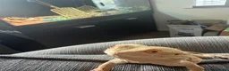 Bearded Dragon reptiles for sale: male bearded dragon with full set up  in Peterlee - Advert 4