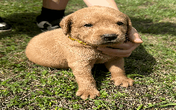 Labradoodle dogs for sale: Gorgeous F1b Labradoodle Puppies for loving homes. - Image 22
