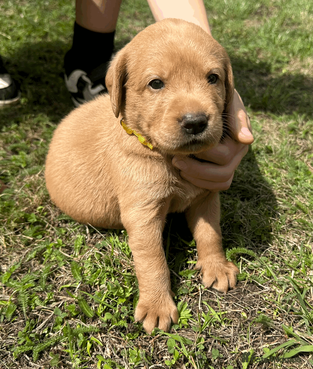 Labradoodle dogs for sale: Gorgeous F1b Labradoodle Puppies for loving homes. - Image 22