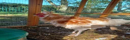 Chickens poultry for sale: Brahma and Frizzle Cockerels in Tarporley - Advert 3