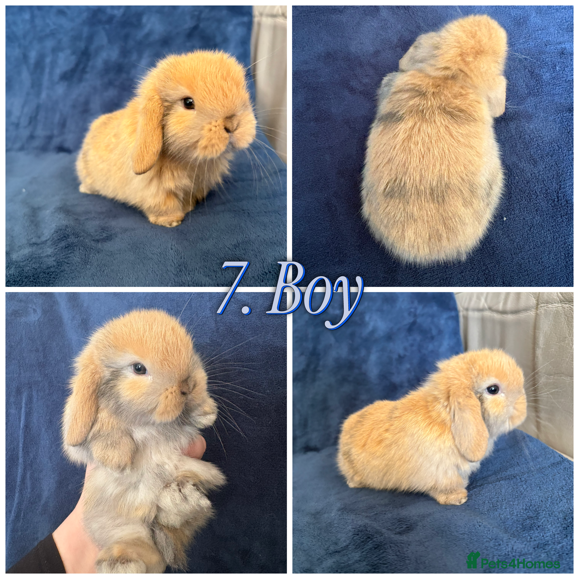 Mini Lop rabbits Baby Mini Lops - Advert 21
