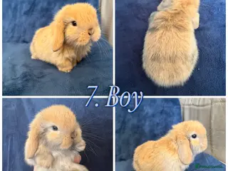 Mini Lop rabbits Baby Mini Lops - Advert 21