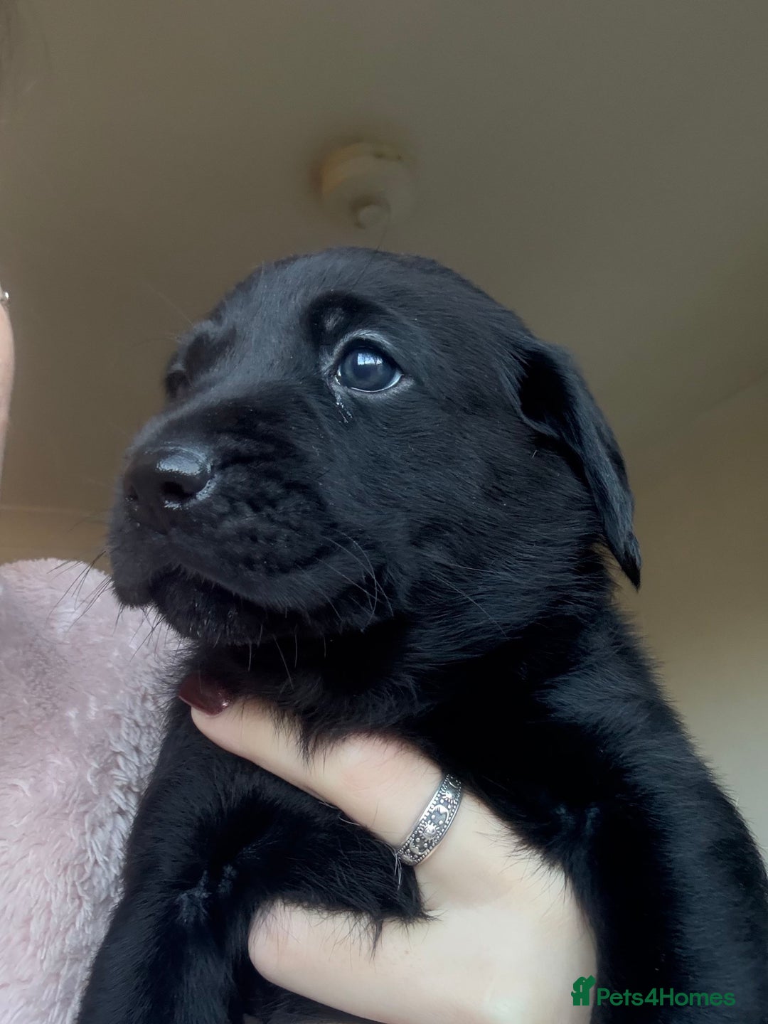 Labrador Retriever dogs for sale: Labrador puppies.  - Advert 29
