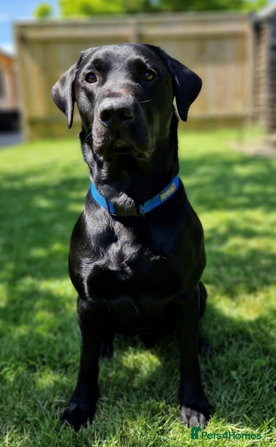 Labrador Retriever dogs for stud: Labrador KC registered for stud 2 years old Black  - Advert 9