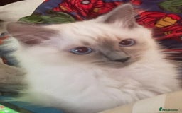 Ragdoll cats for sale: Lilac point Ragdoll kitten - Image 5