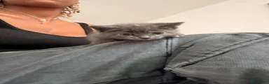 Grey and white kitten 