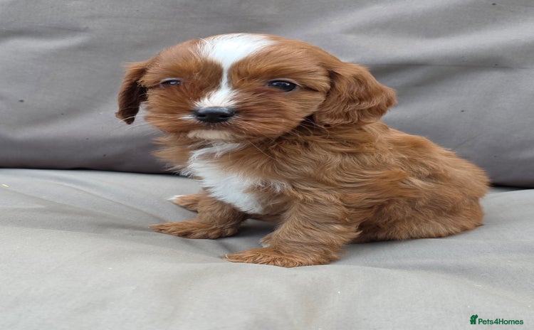 Cavapoo dogs - Advert 7