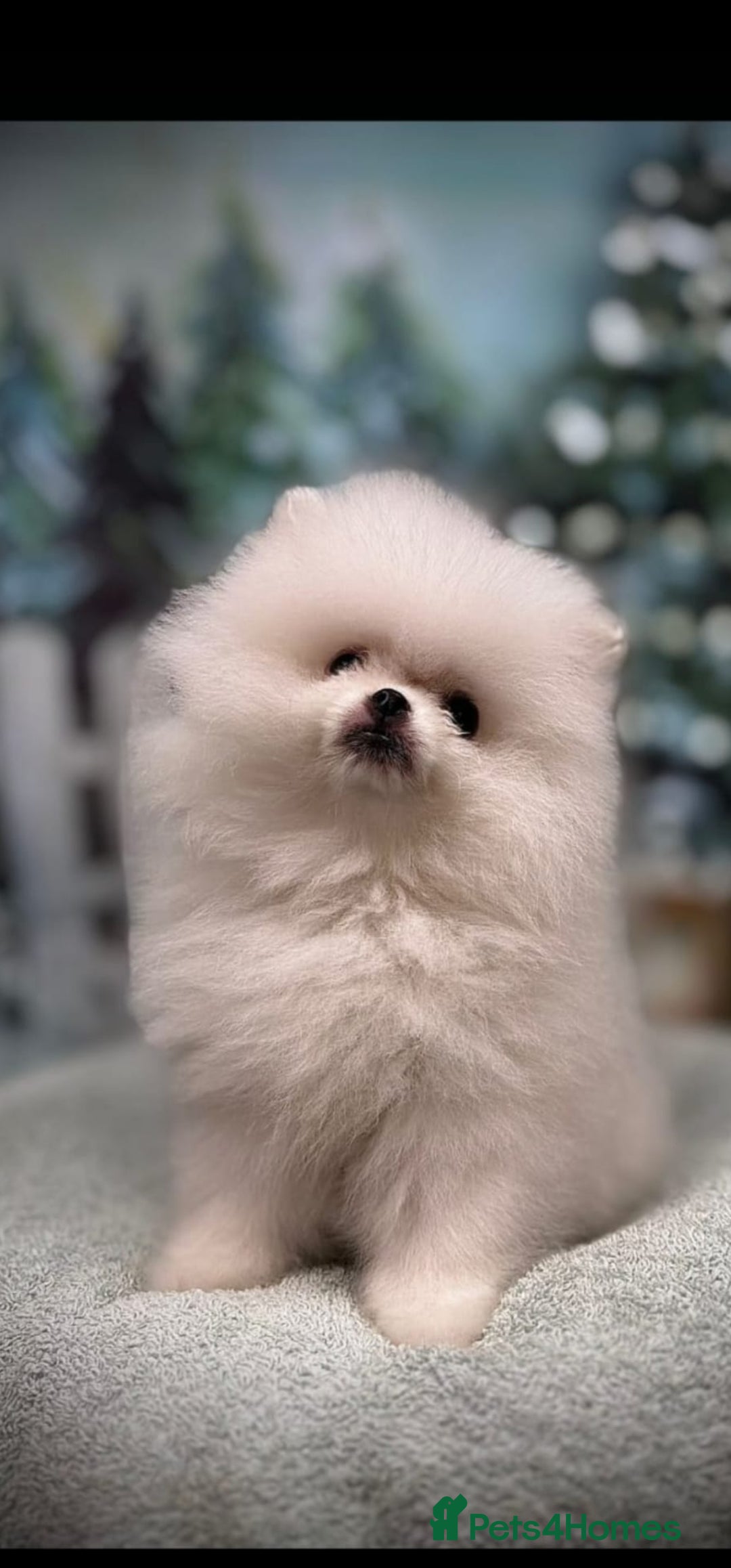 Pomeranian dogs for sale: Pure white boy - Advert 1