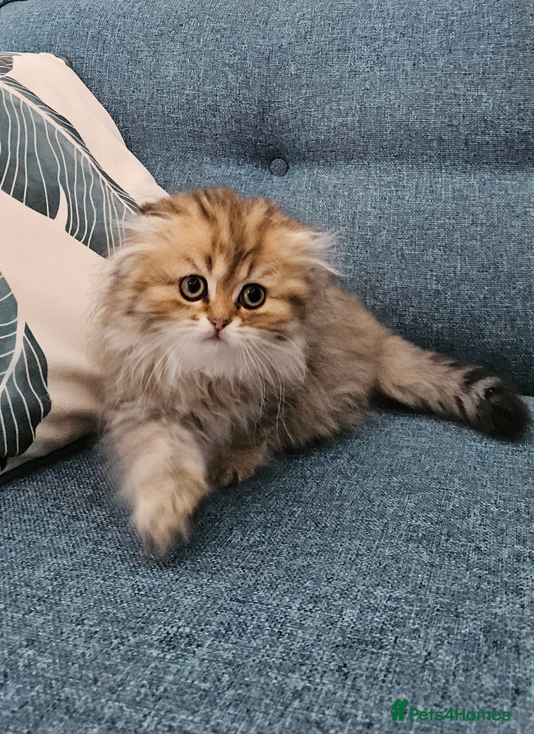 Scottish Fold cats for sale: Excellent Scottish fold kittens  - Image 11