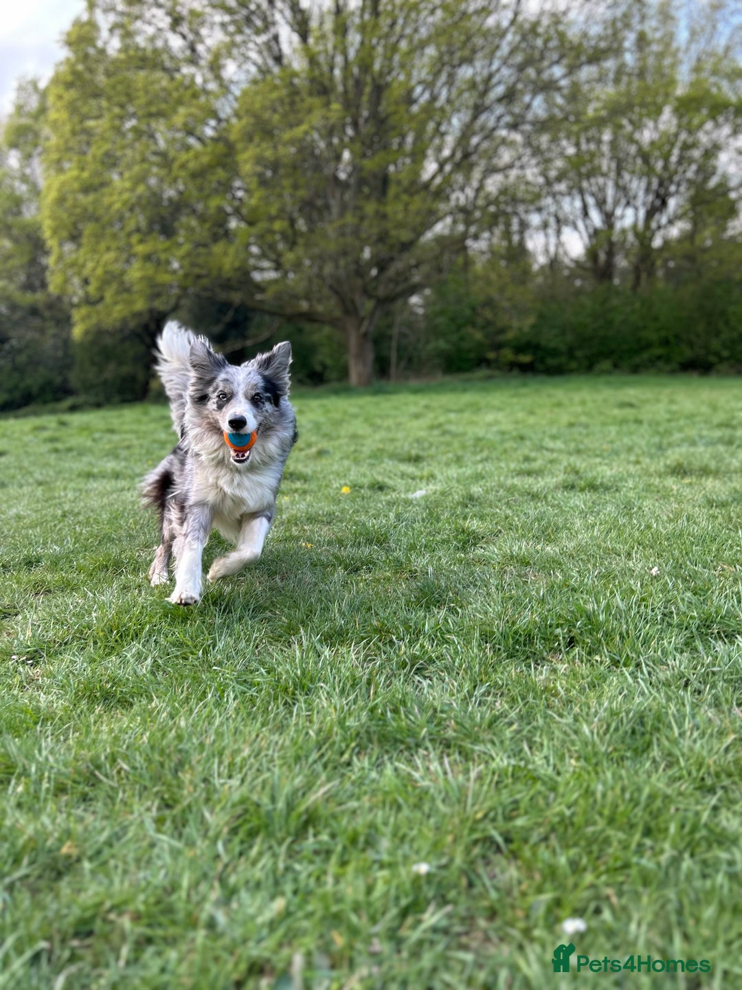 Mixed Breed dogs for sale: Stunning Border Collie x Belgian Malinois Puppies - Advert 8