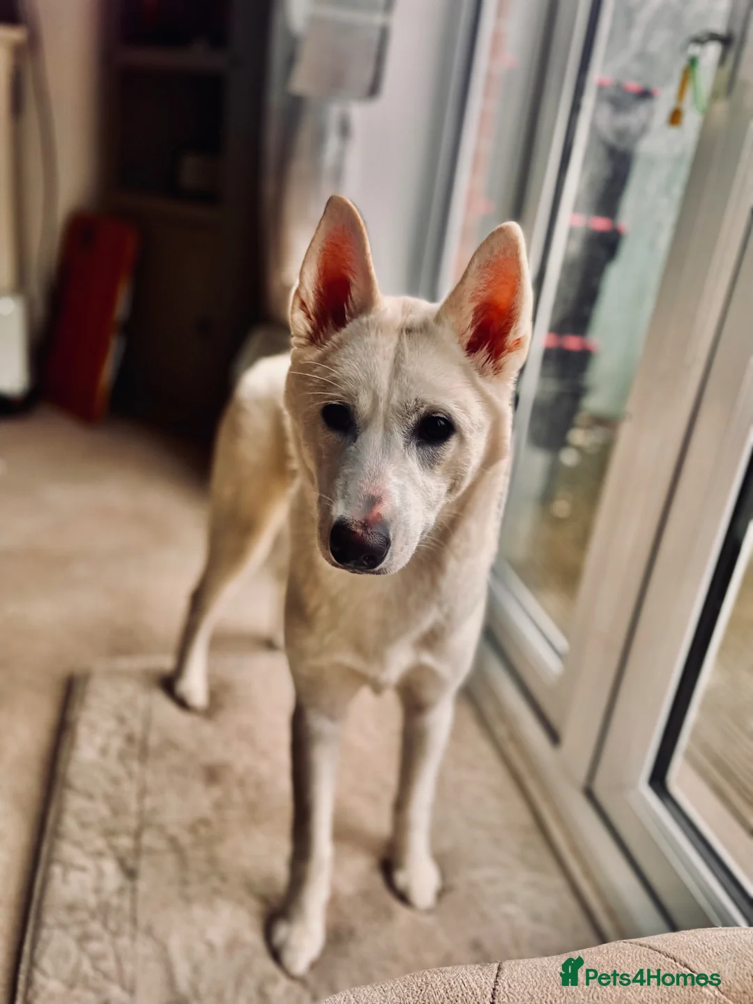 Huskita dogs for sale: 9 Month Female in Bridgnorth - Advert 2