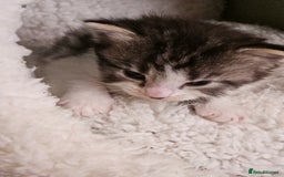 Mixed Breed cats for sale: 3 kittens for sale.  - Image 3