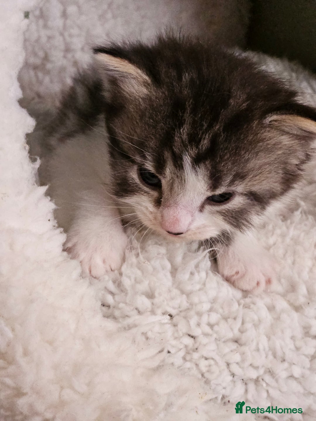 Mixed Breed cats for sale: 3 kittens for sale.  - Image 3