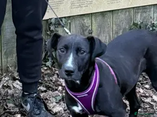 Mixed Breed dogs Luci labrador/staffy - Advert 1