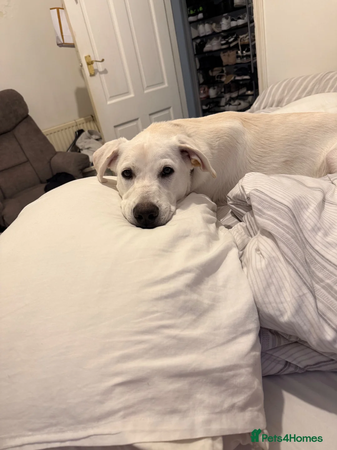 Mixed Breed dogs for sale: Labrador cross staffy in Blackpool - Advert 2