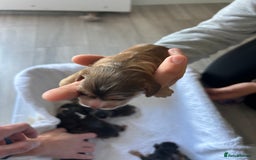 Cocker Spaniel dogs for sale: ✨show type cocker spaniel✨ - Image 12