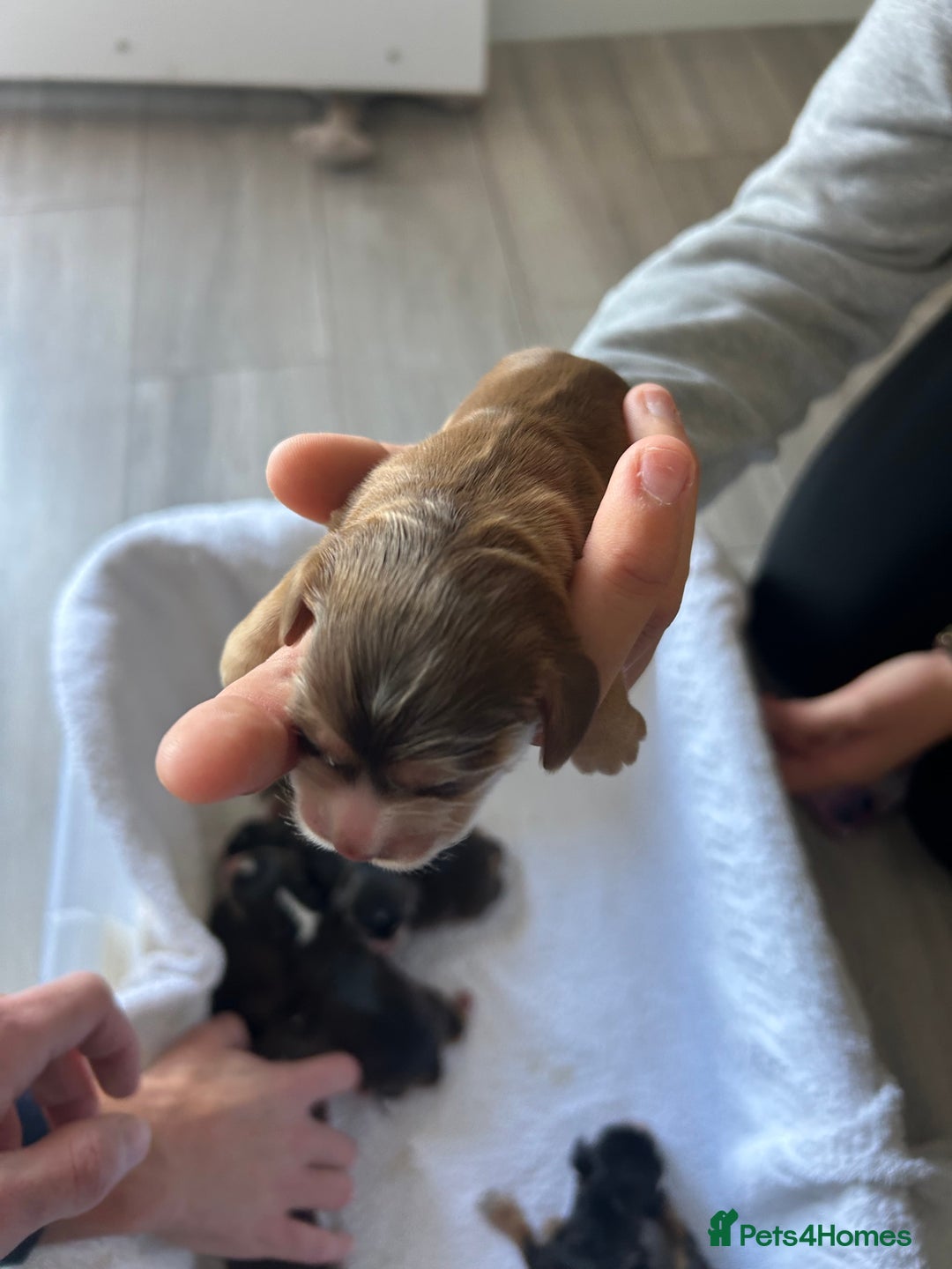 Cocker Spaniel dogs for sale: ✨show type cocker spaniel✨ - Image 12