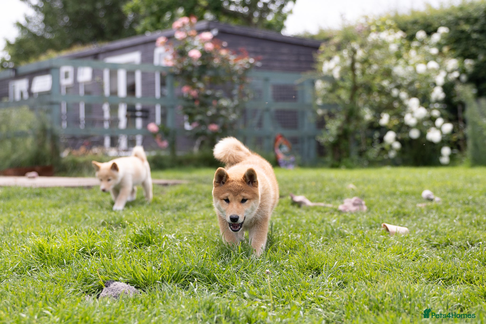 Japanese Shiba Inu dogs READY NOW Elite Japanese Shiba Inu puppies. - Advert 4