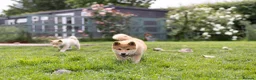 Japanese Shiba Inu dogs for sale: READY NOW Elite Japanese Shiba Inu puppies. - Advert 23
