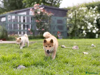 Japanese Shiba Inu dogs READY NOW Elite Japanese Shiba Inu puppies. - Advert 4