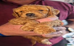 Cavapoo dogs for sale: Cavapoo Puppies for Sale F1B £950 - Image 8