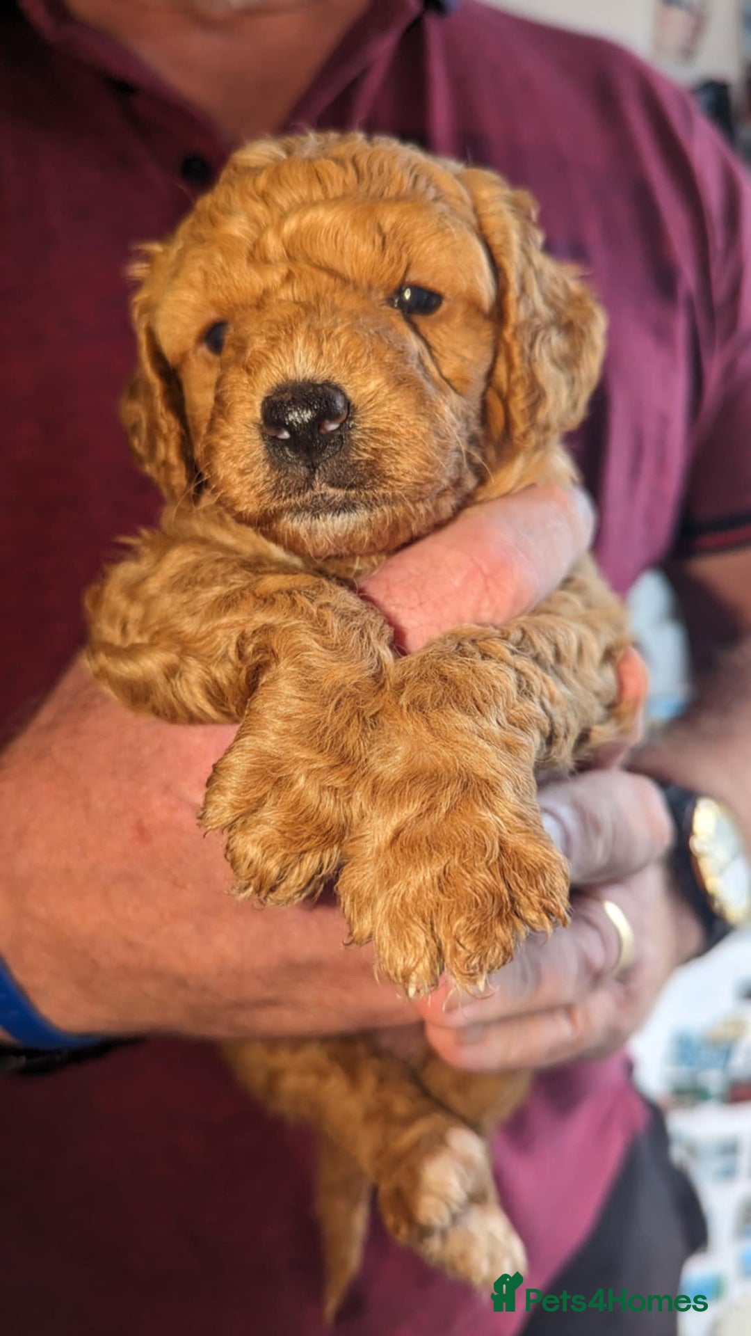Cavapoo dogs for sale: Cavapoo Puppies for Sale F1B £950 - Image 8