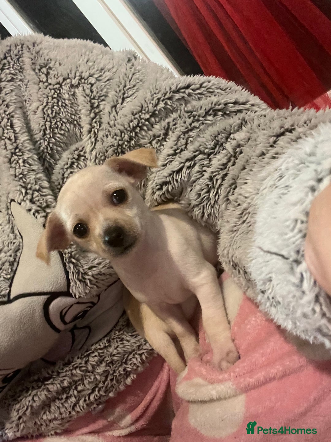 Chihuahua dogs for sale: Beautiful short hair chihuahua  - Advert 21