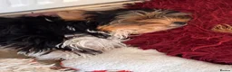 Biewer Terrier dogs for sale: Albus biewer boy - Advert 2