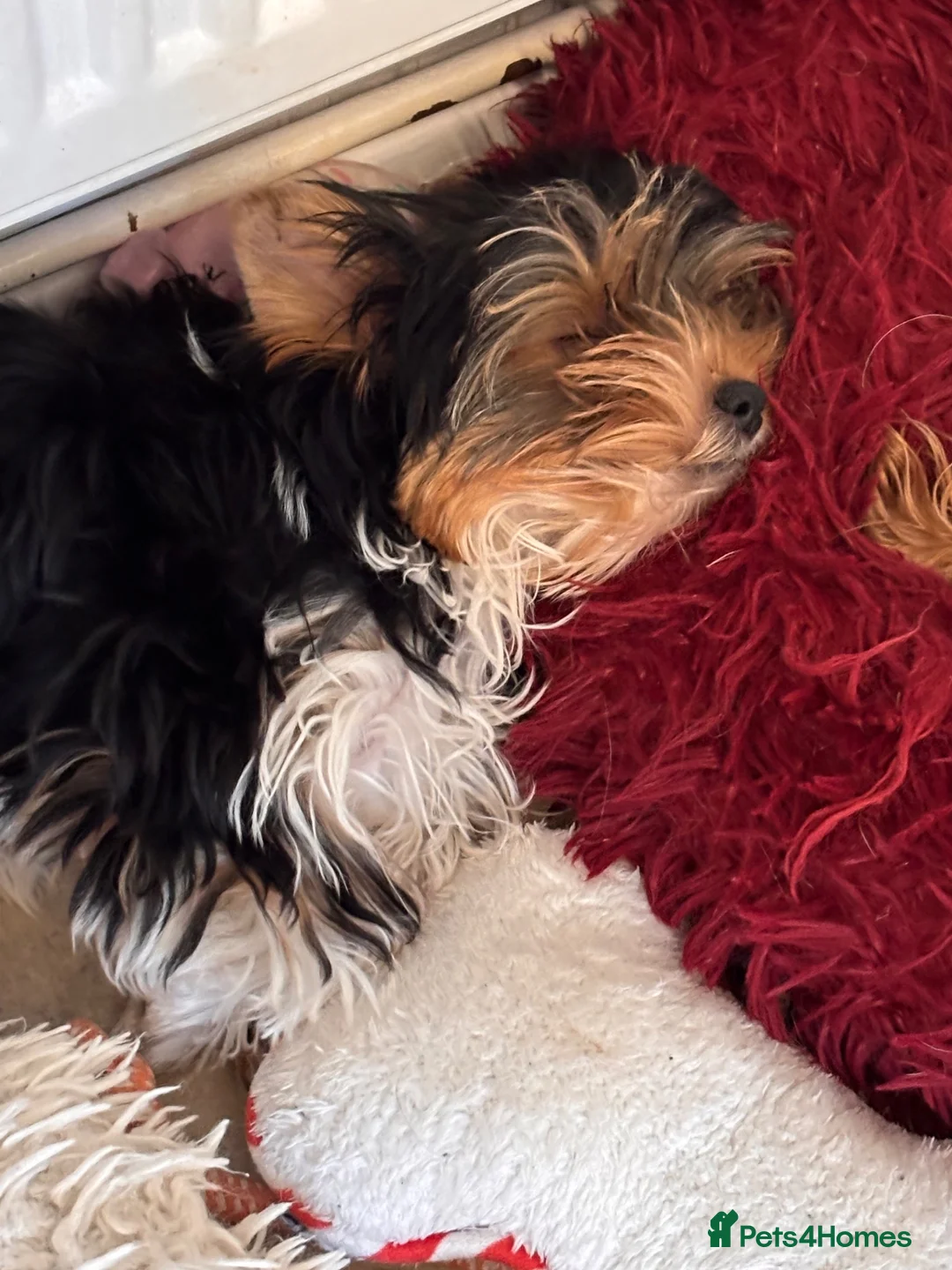 Biewer Terrier dogs for sale: Albus biewer boy - Advert 2