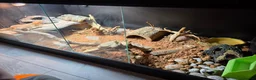 Bearded Dragon reptiles for sale: Bearded dragon with full set up - Advert 3