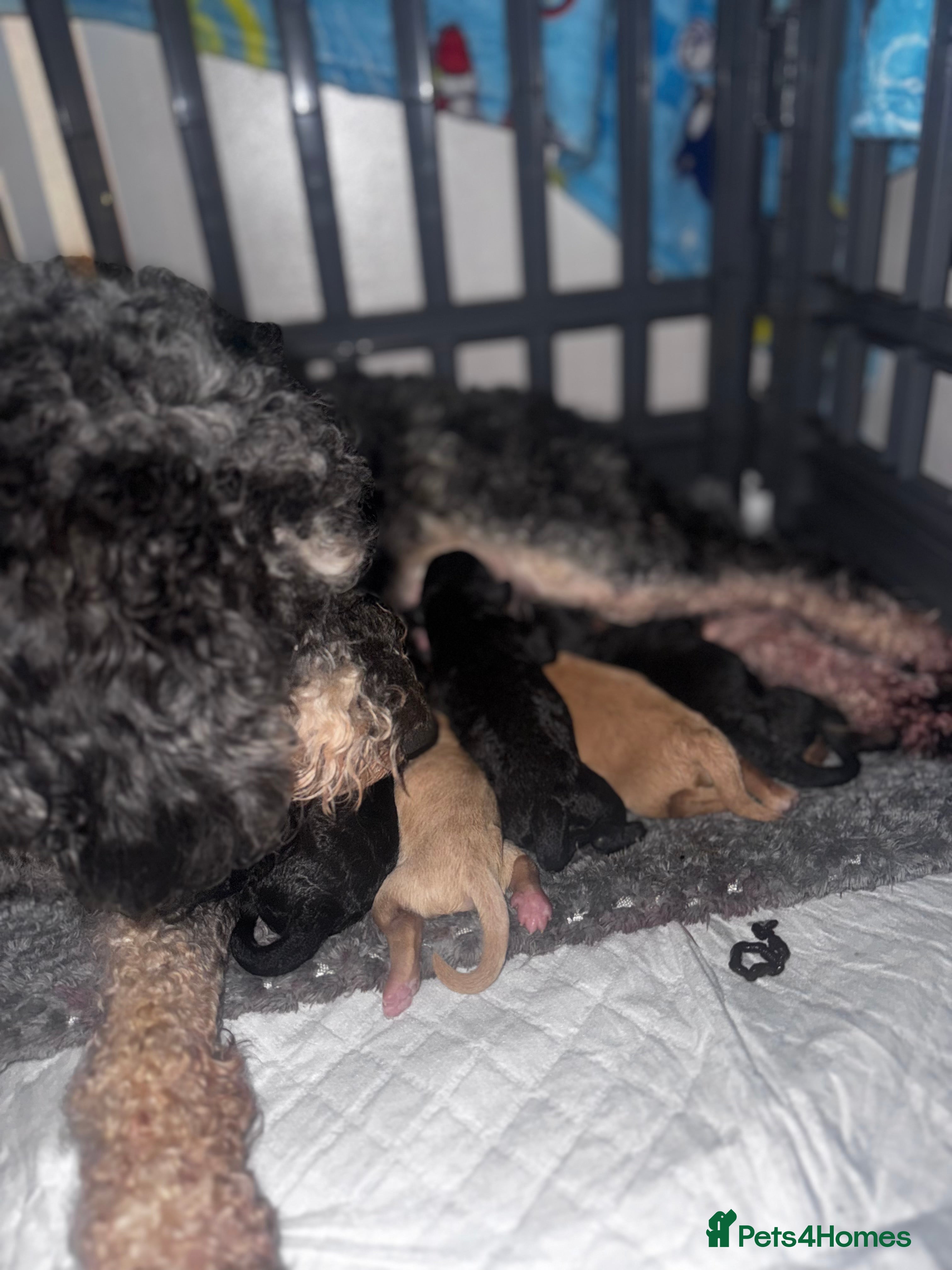 Mixed Breed dogs Puppies born! 2 remaining available  - Advert 4