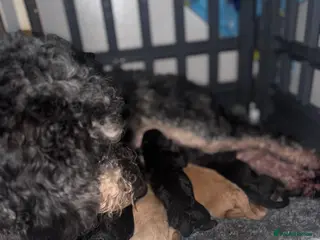 Mixed Breed dogs Puppies born! 2 remaining available - Advert 4