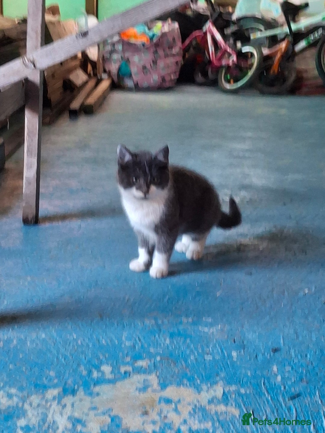 Mixed Breed cats for sale: Grey kittens  - Advert 12