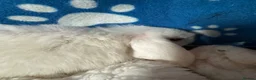 Mini Lop rabbits for sale: Beautiful Pure Bred Mini Lop Bunnies Ready Now - Advert 5