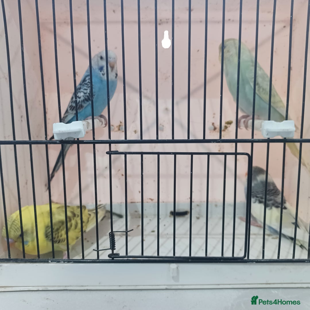 Budgerigars birds for sale: BUDGIES FOR SALE  - Advert 4