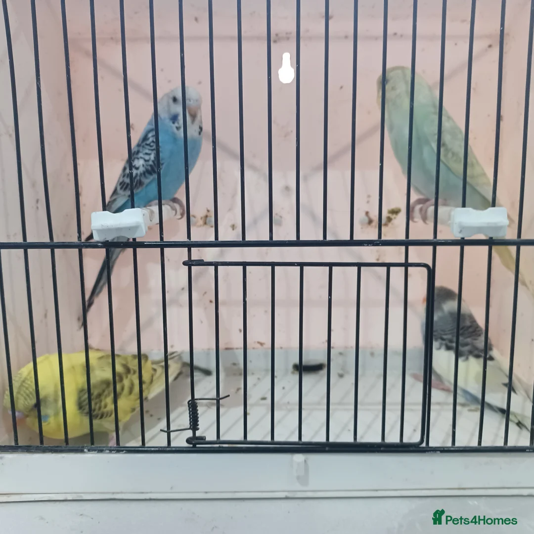 Budgerigars birds for sale: BUDGIES FOR SALE  - Advert 4