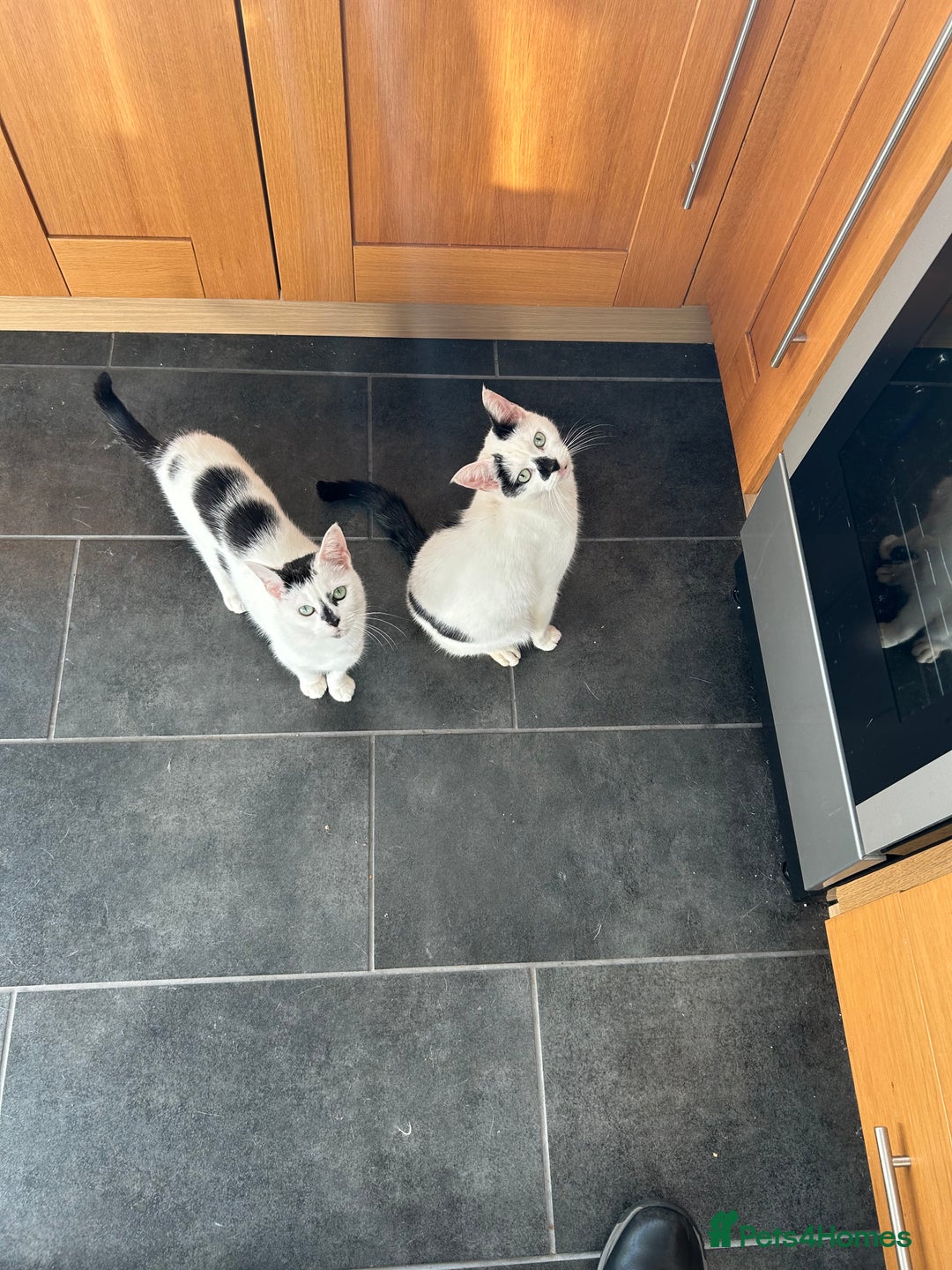 British Shorthair cats for sale: Coco and Dave - Image 2