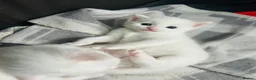 Turkish Van cats for sale: Beautiful Turkish van kittens for sale.  - Advert 10