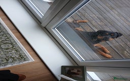 Rottweiler dogs for sale: 9 1/2 Month old Rottweiler - Image 3