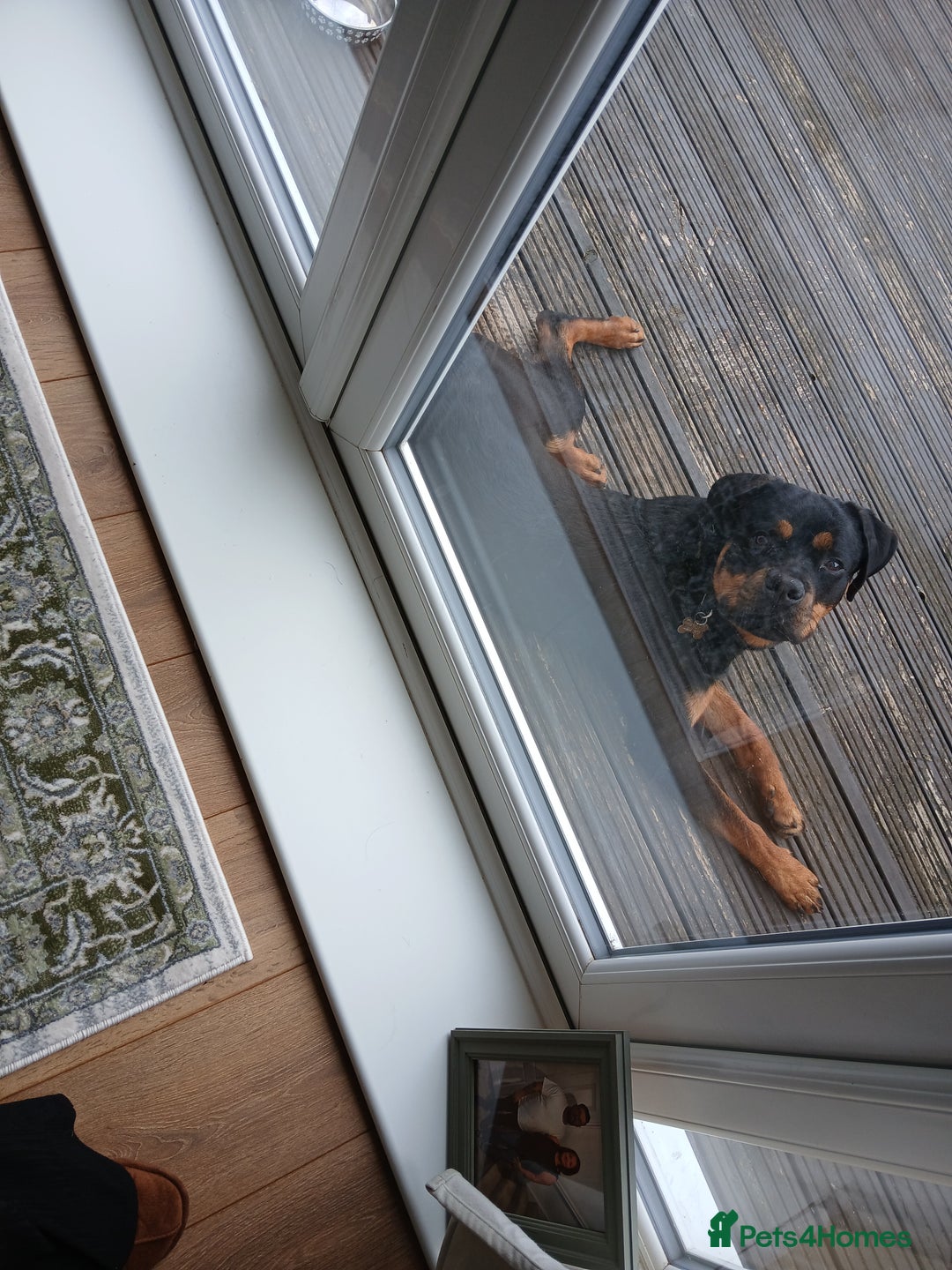 Rottweiler dogs for sale: 9 1/2 Month old Rottweiler - Image 3