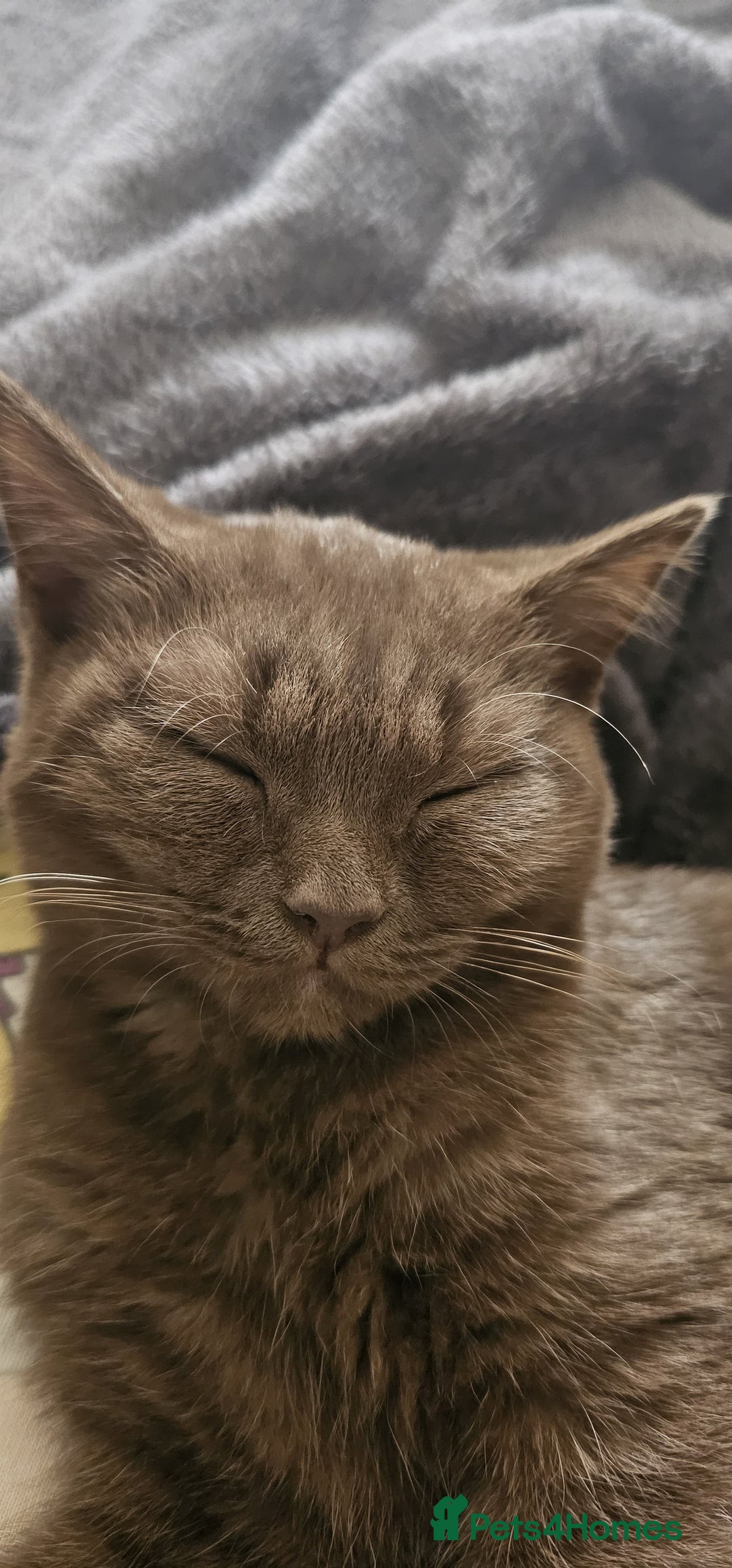 British Shorthair cats for sale: ✨ Beautiful Rare-Coloured British Shorthair Girl ✨ - Advert 3