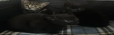 Mixed Breed Kitten 2