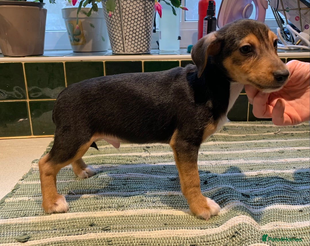 Jack Russell dogs for sale: Jack Russel Puppies - Advert 5